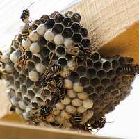 дезинсекция от шершней и их гнёзд